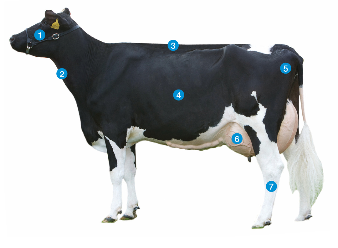 Image of a dairy cow with markers 1 to 7 to show what to look for when judging stock. 1 - Head, 2 - Neck, 3 - Topline, 4 - Body capacity, 5 - Hindquarter, 6 - Udder, 7 - Legs and feet. 